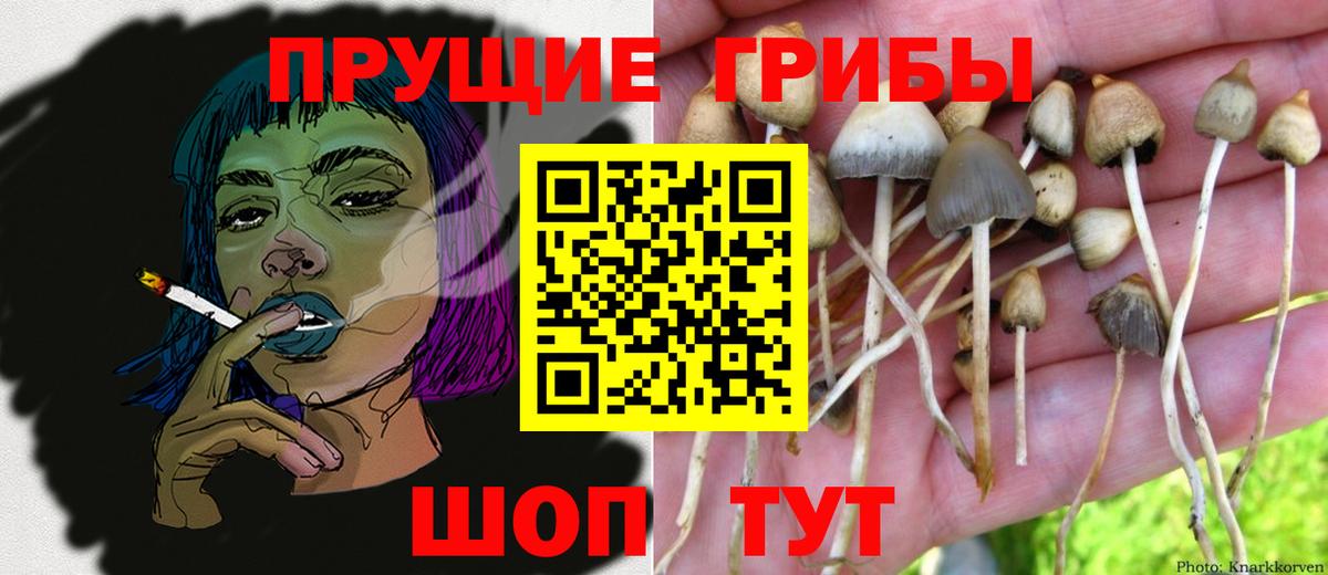 Псилоцибиновые грибы Psilocybine cubensis Сочи